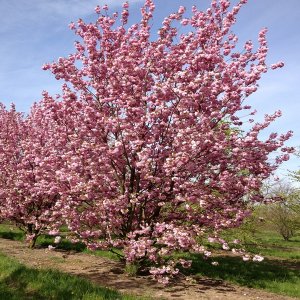 Čerešňa okrasná (Prunus serrulata) ´KIKU SHIDARE´ (sakura) - 200-250cm, obvod kmeňa 10/12cm,kont. C30L